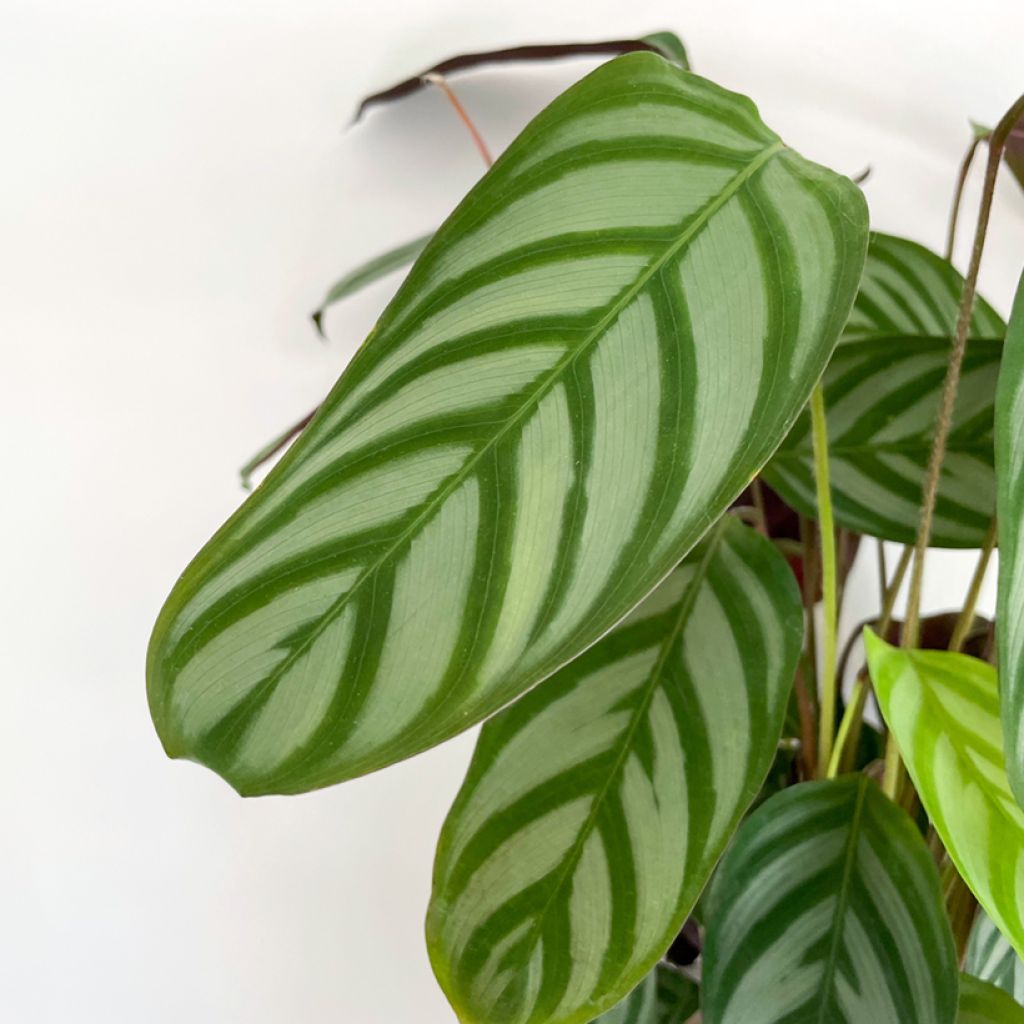 Ctenanthe oppenheimiana - Gebedsplant