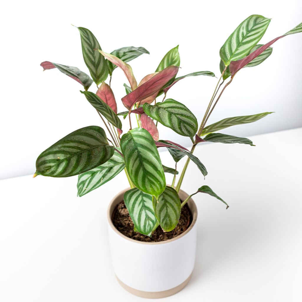 Ctenanthe oppenheimiana - Gebedsplant