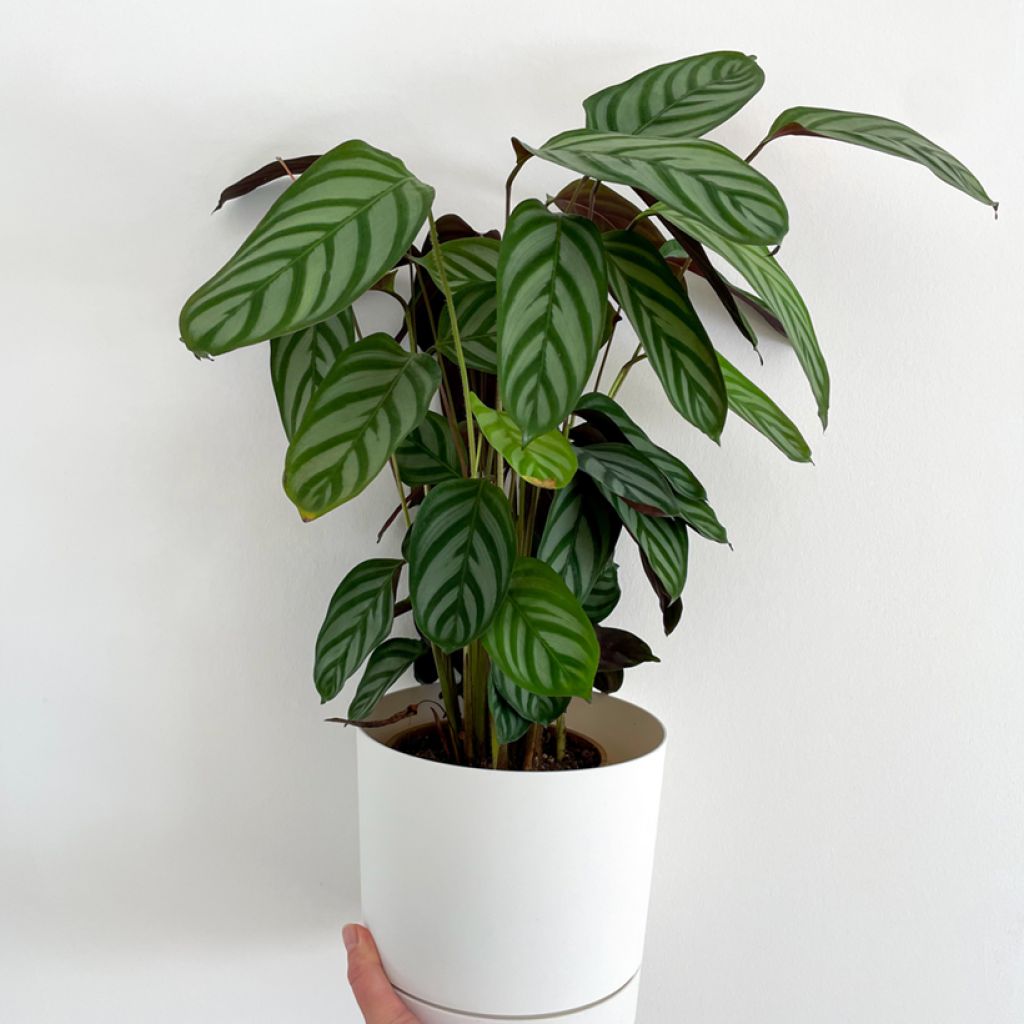 Ctenanthe oppenheimiana - Gebedsplant