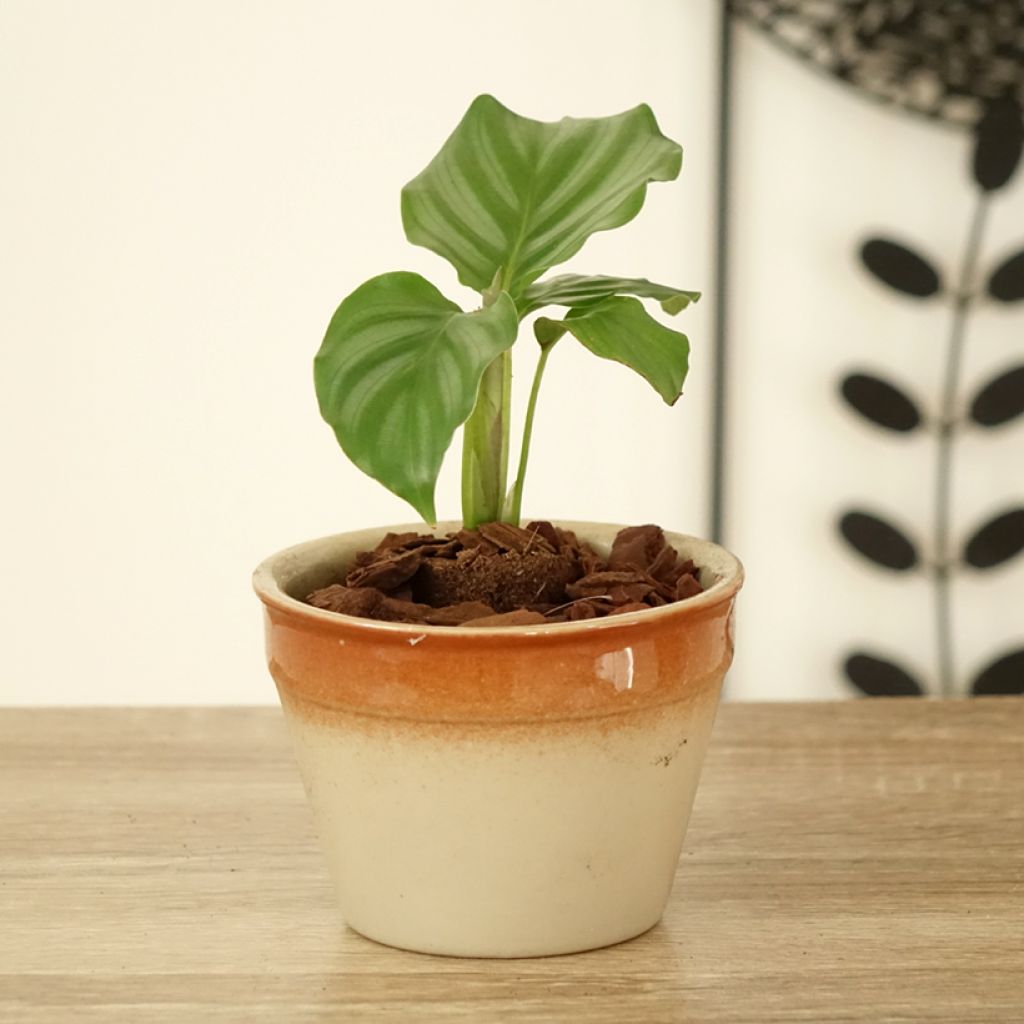 Calathea orbifolia - Pauwenplant