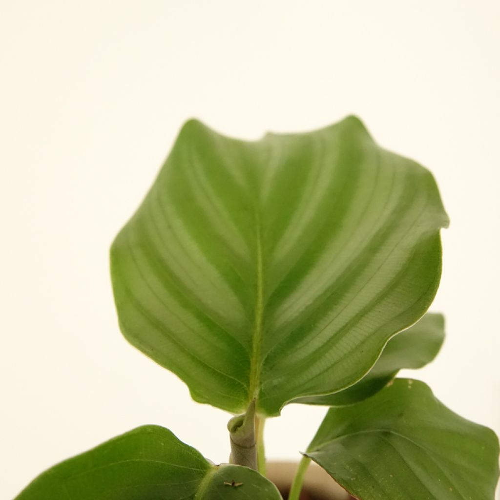 Calathea orbifolia - Pauwenplant