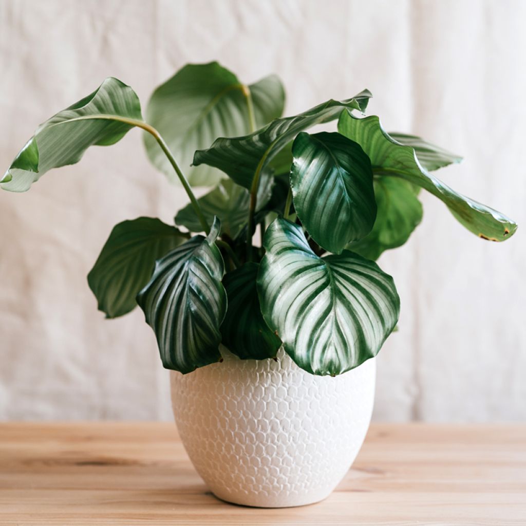 Calathea orbifolia - Pauwenplant