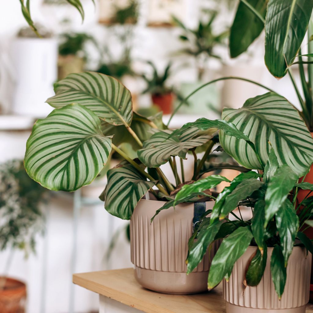 Calathea orbifolia - Pauwenplant