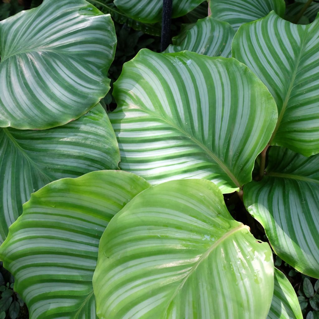 Calathea orbifolia - Pauwenplant