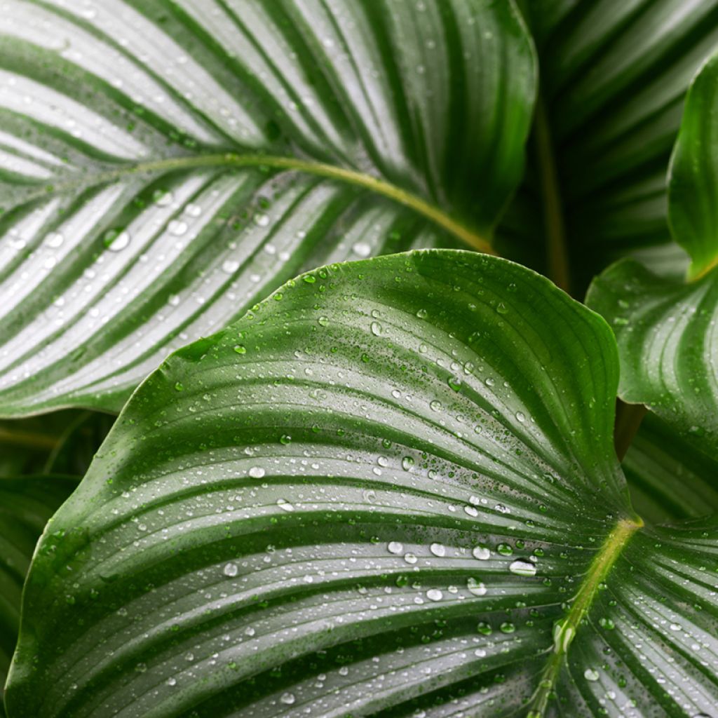Calathea orbifolia - Pauwenplant