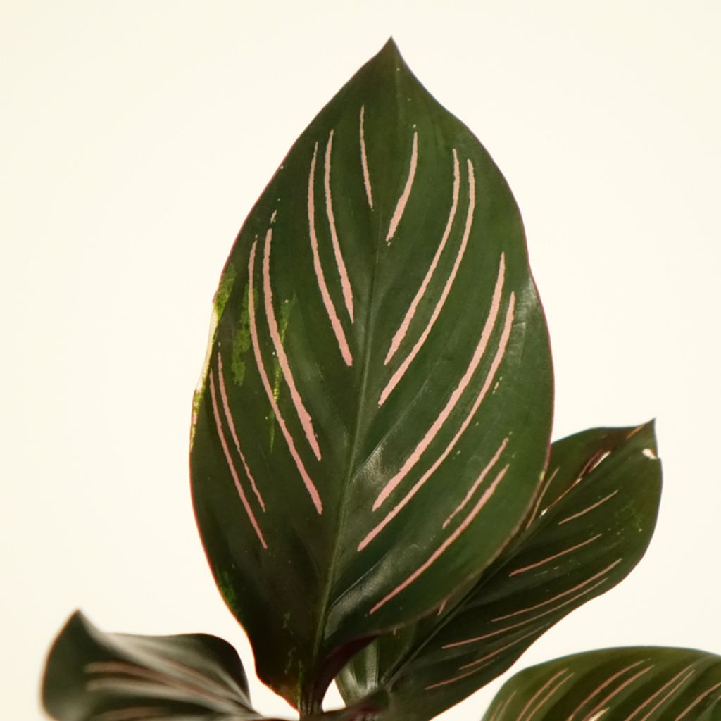 Calathea ornata - Pauwenplant