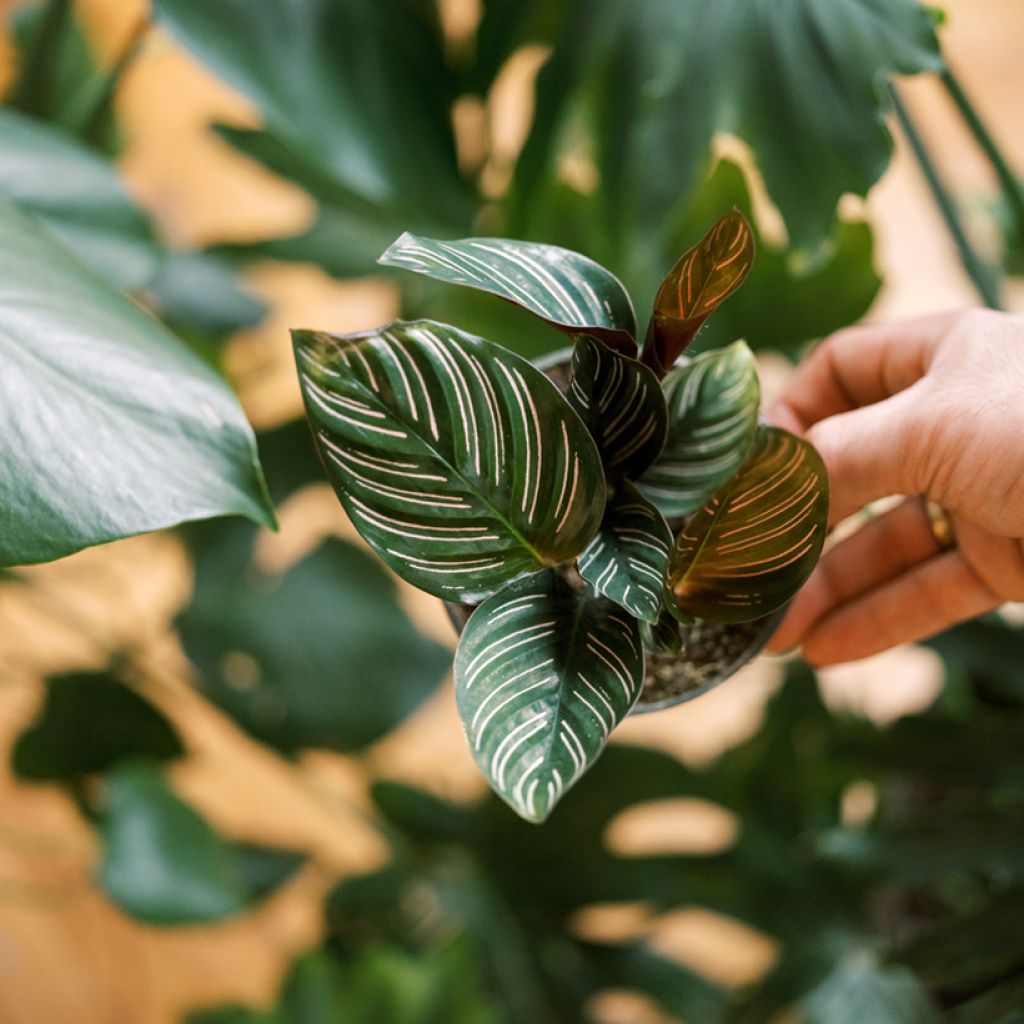 Calathea ornata - Pauwenplant