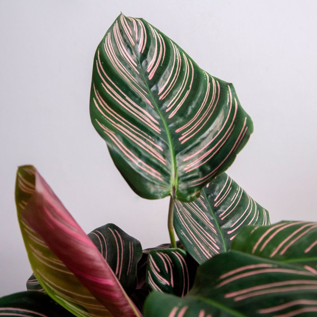 Calathea ornata - Pauwenplant