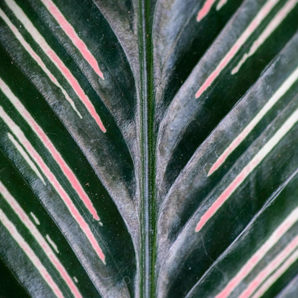 Calathea ornata - Pauwenplant