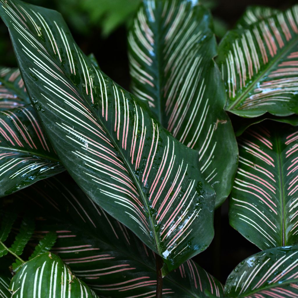 Calathea ornata - Pauwenplant