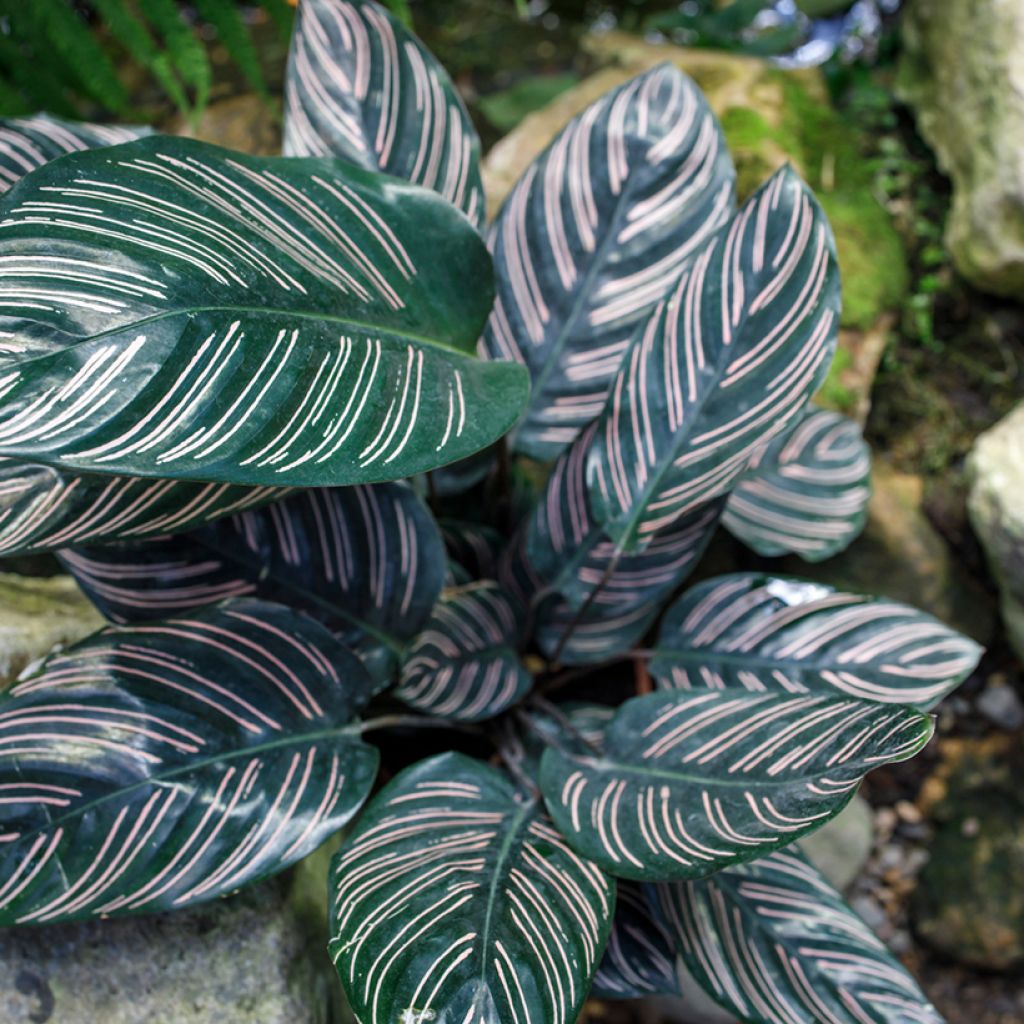 Calathea ornata - Pauwenplant