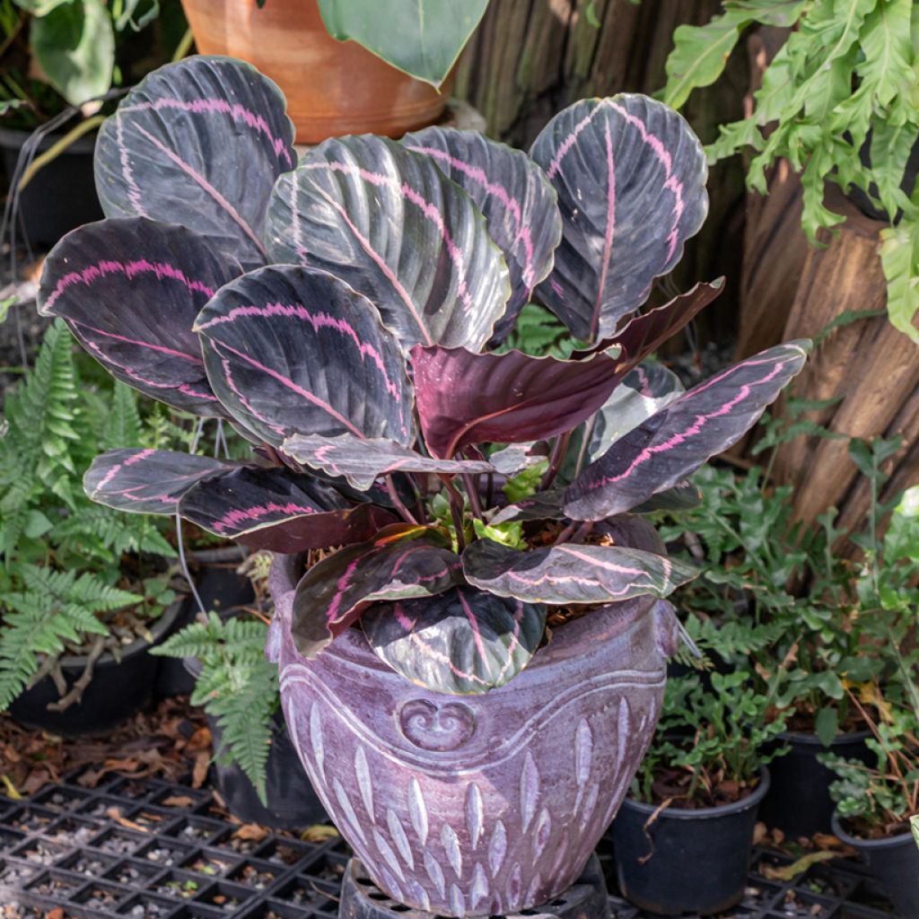 Calathea roseopicta - Pauwenplant