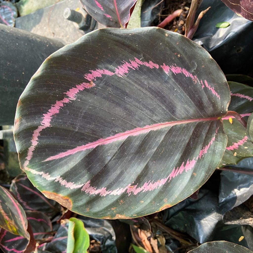 Calathea roseopicta - Pauwenplant