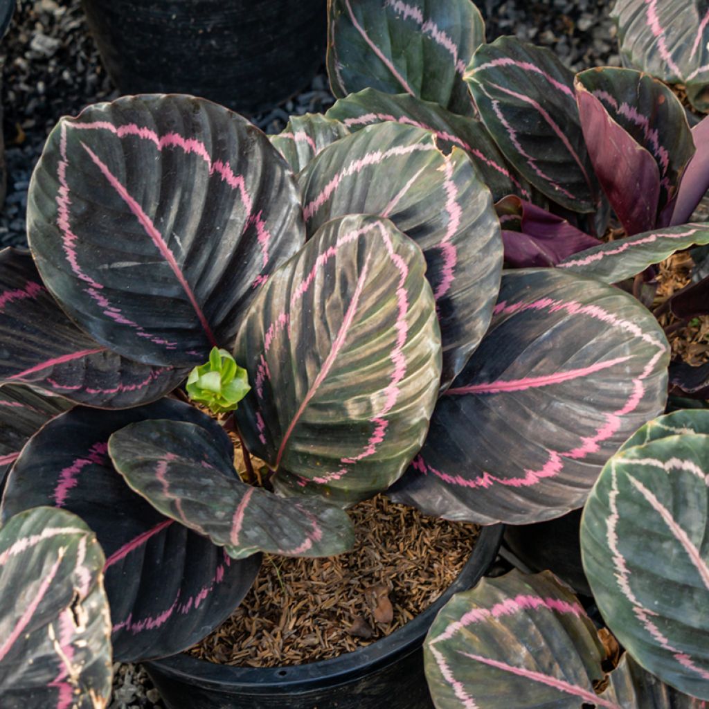 Calathea roseopicta - Pauwenplant