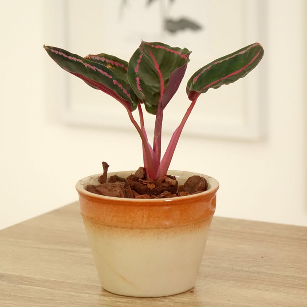 Calathea roseopicta - Pauwenplant
