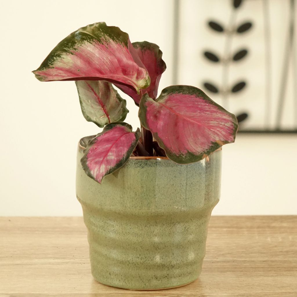 Calathea roseopicta Rosy - Pauwenplant