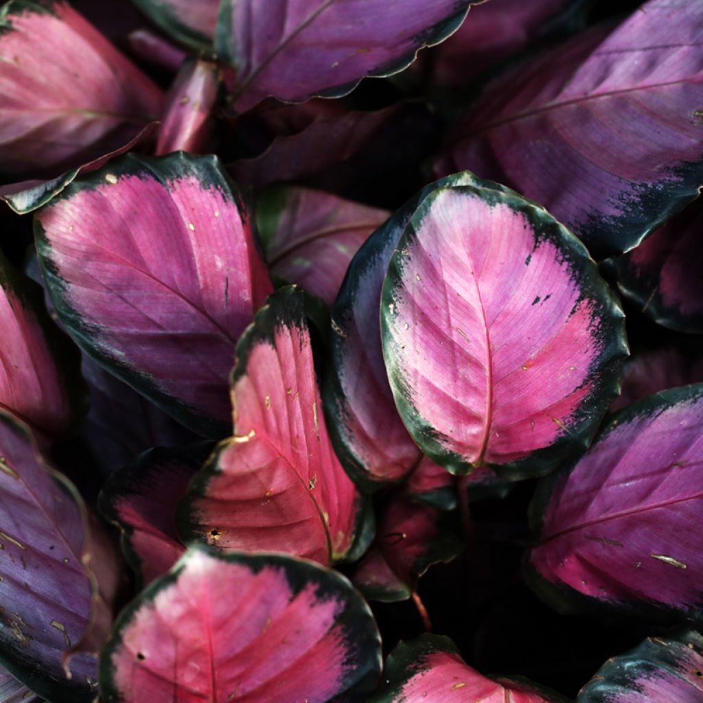 Calathea roseopicta Rosy - Pauwenplant