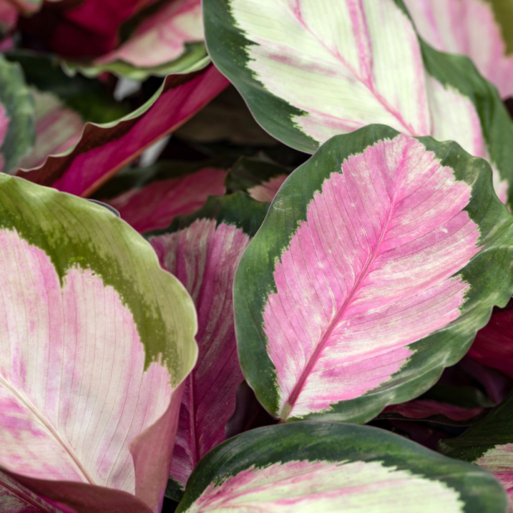 Calathea roseopicta Rosy - Pauwenplant