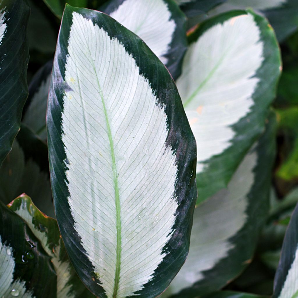 Calathea Royal Standard - Pauwenplant