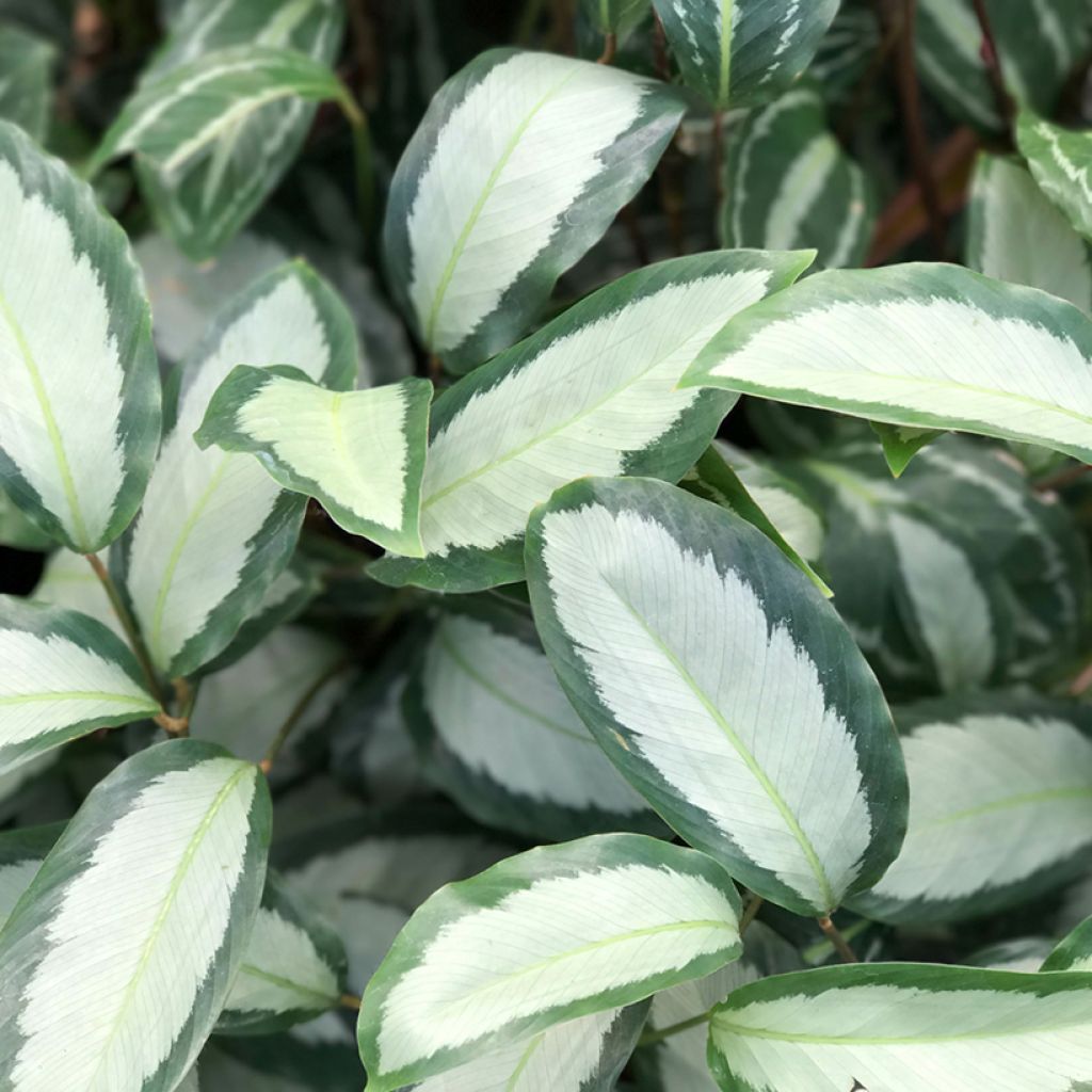 Calathea Royal Standard - Pauwenplant