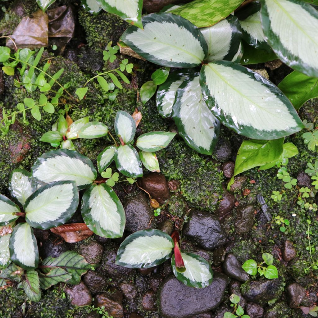 Calathea Royal Standard - Pauwenplant
