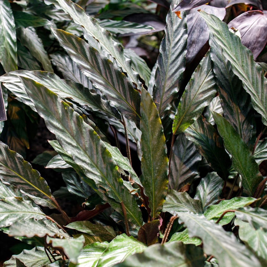 Calathea rufibarba - Fluwelen Calathea