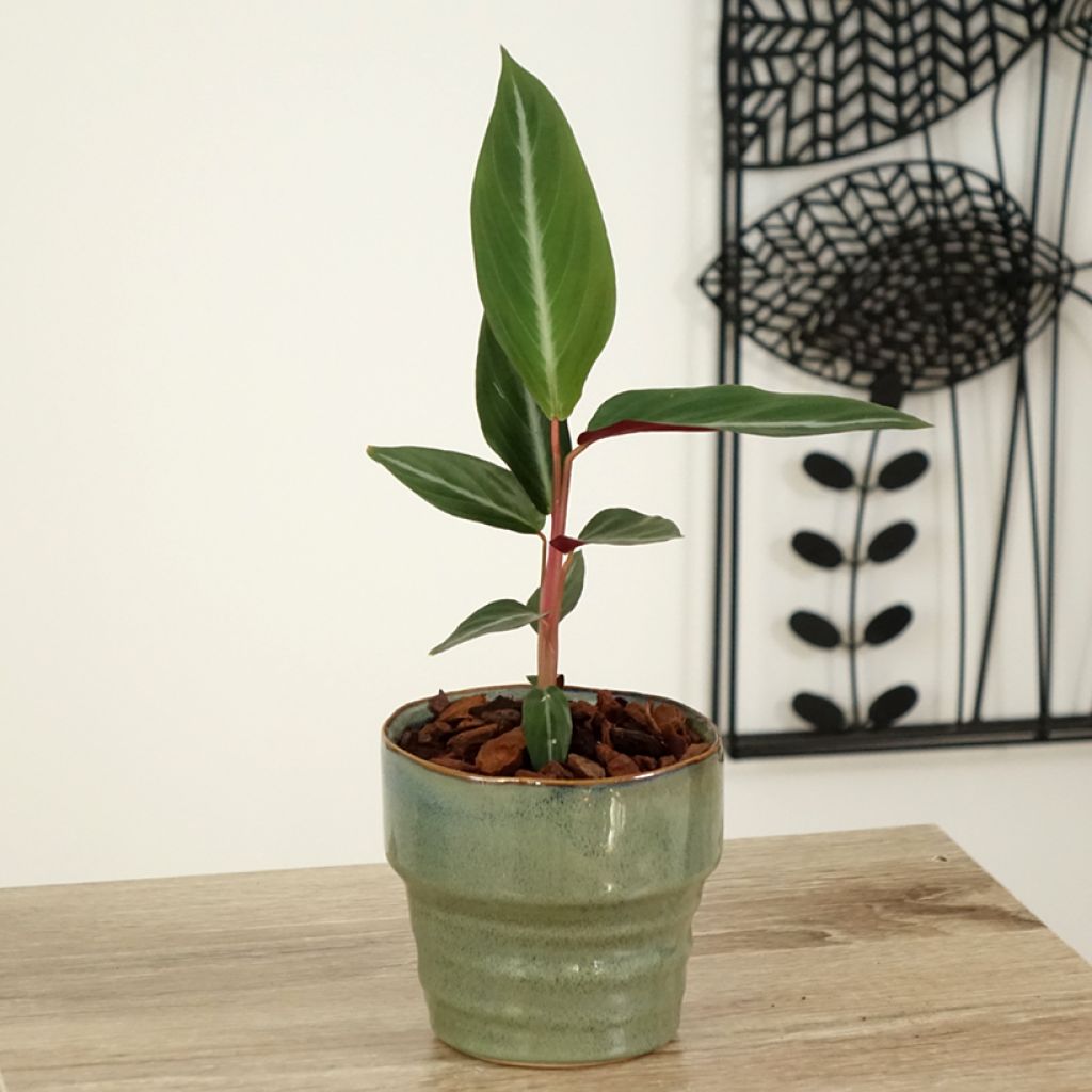 Calathea sanguinea - Pauwenplant