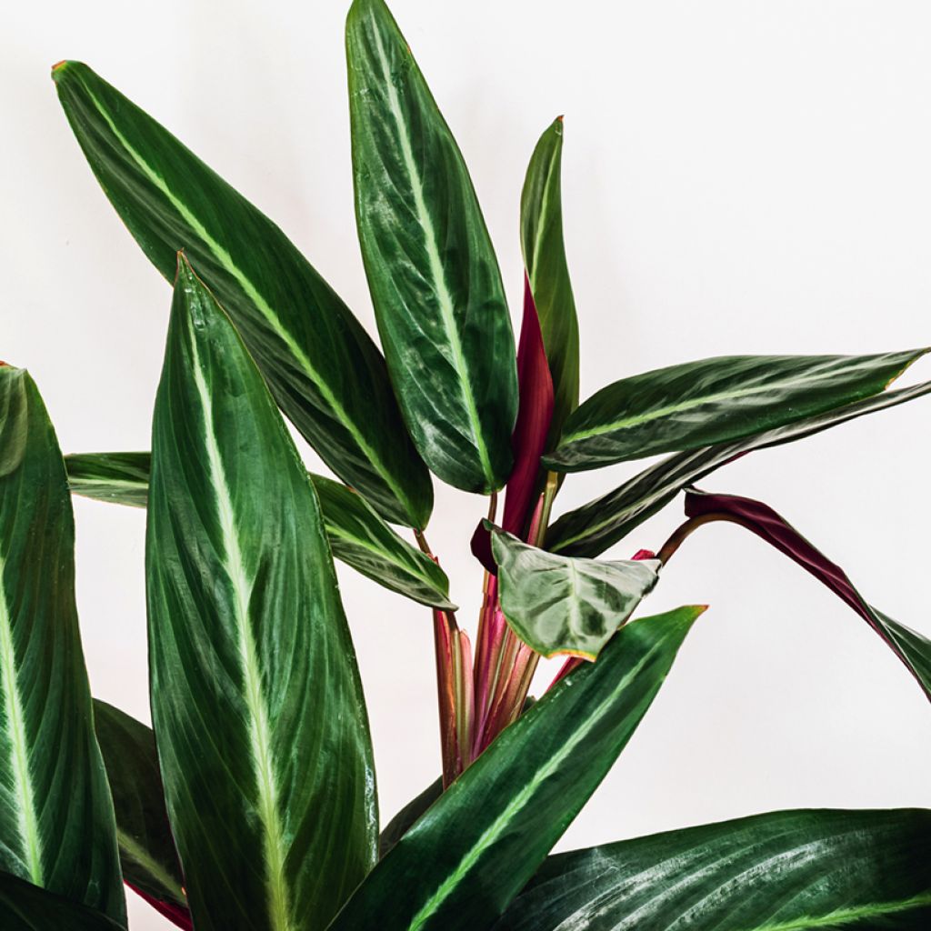 Calathea sanguinea - Pauwenplant