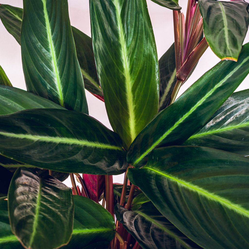 Calathea sanguinea - Pauwenplant