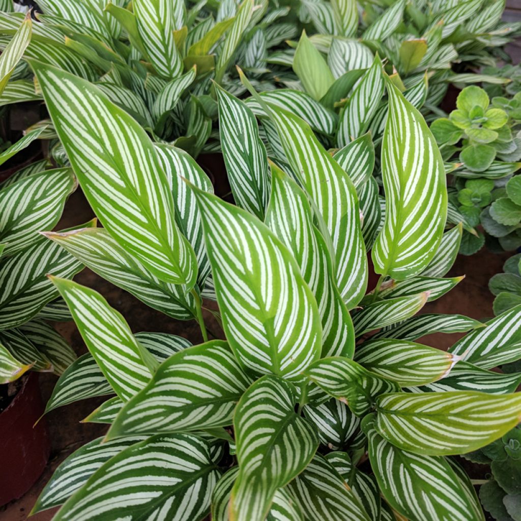 Calathea vittata - Pauwenplant