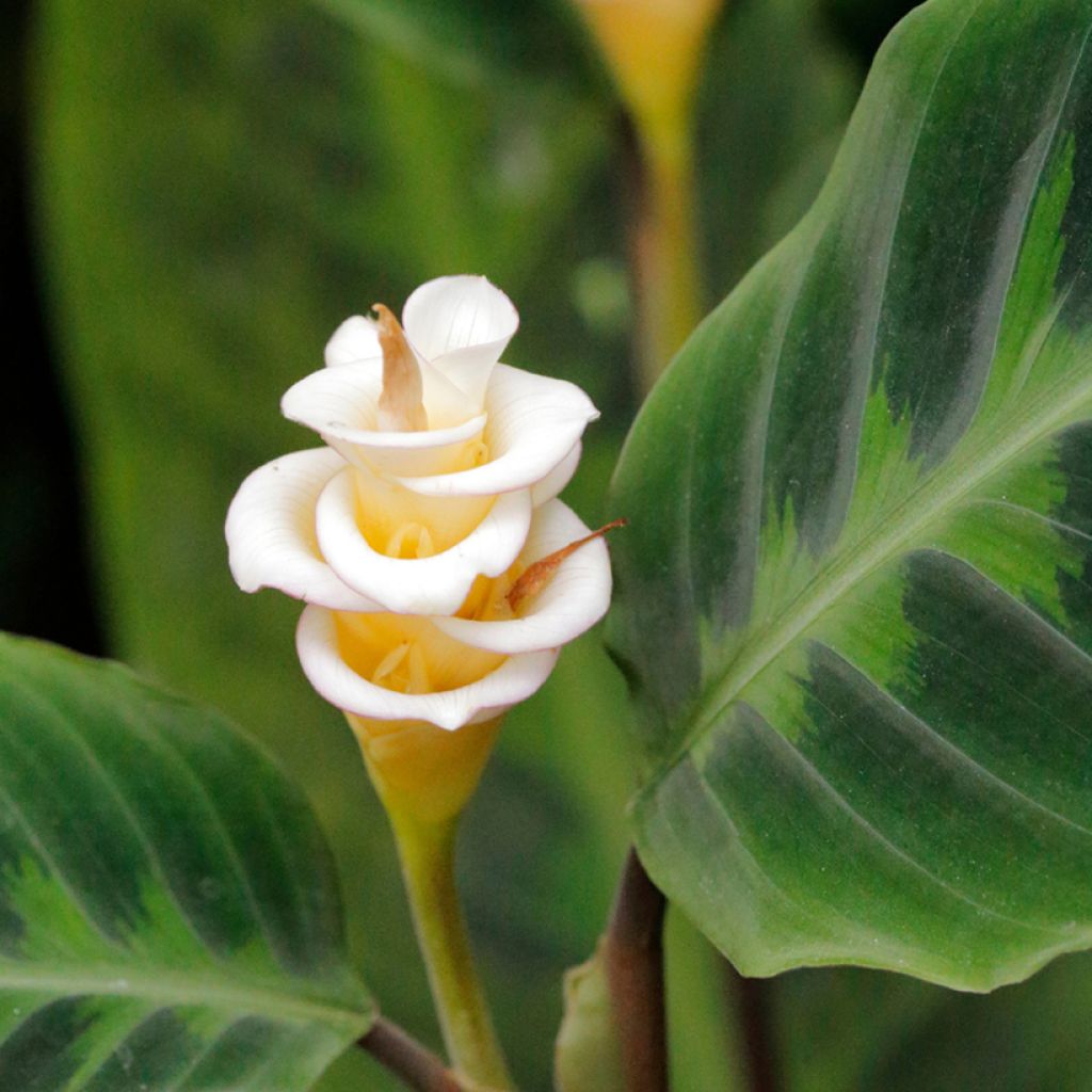 Calathea warscewiczii - Pauwenplant