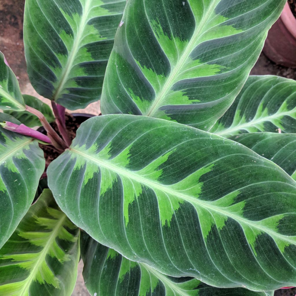 Calathea warscewiczii - Pauwenplant
