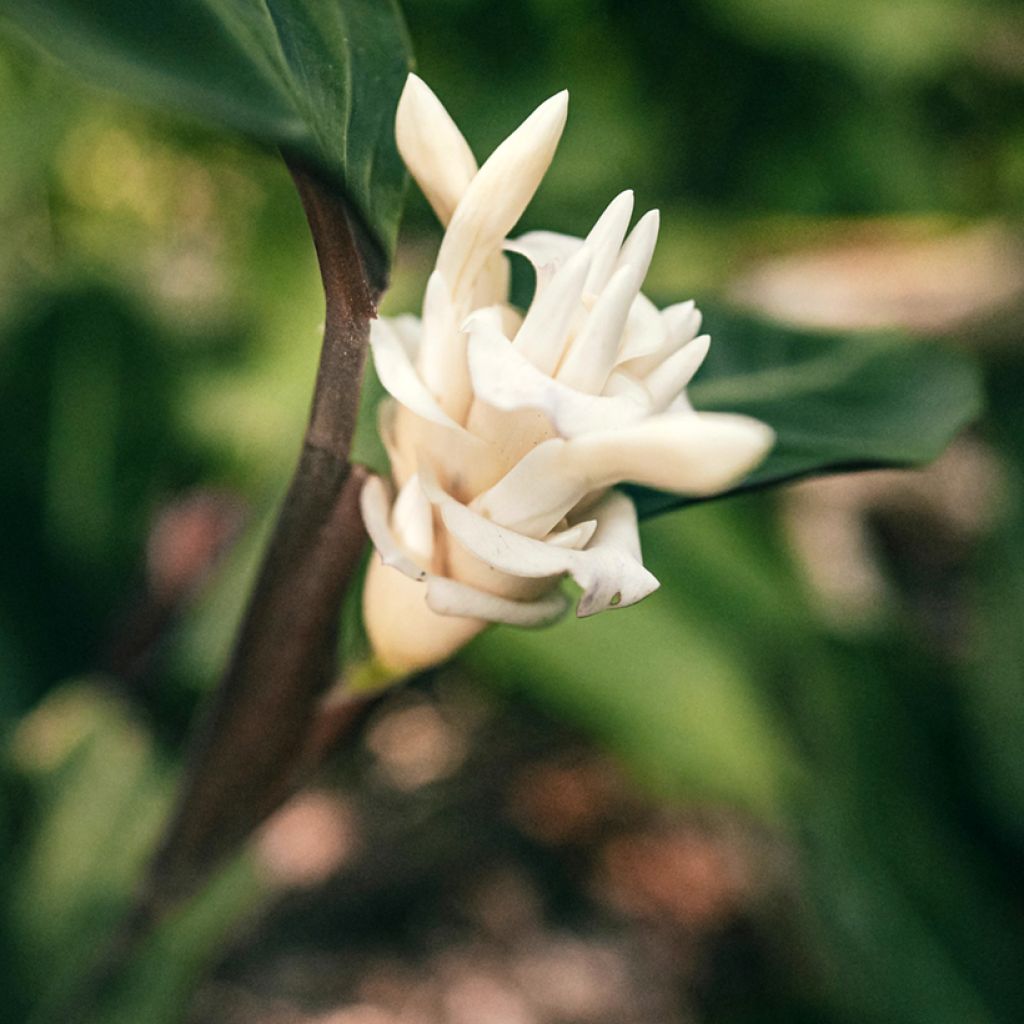 Calathea warscewiczii - Pauwenplant