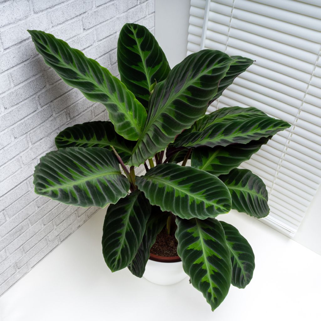 Calathea warscewiczii - Pauwenplant