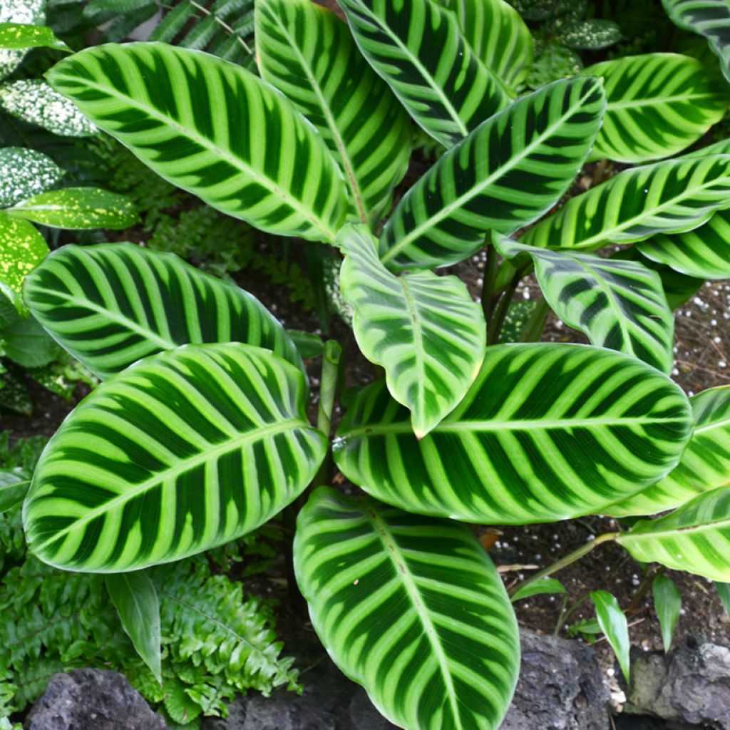 Calathea zebrina - Zebraplant