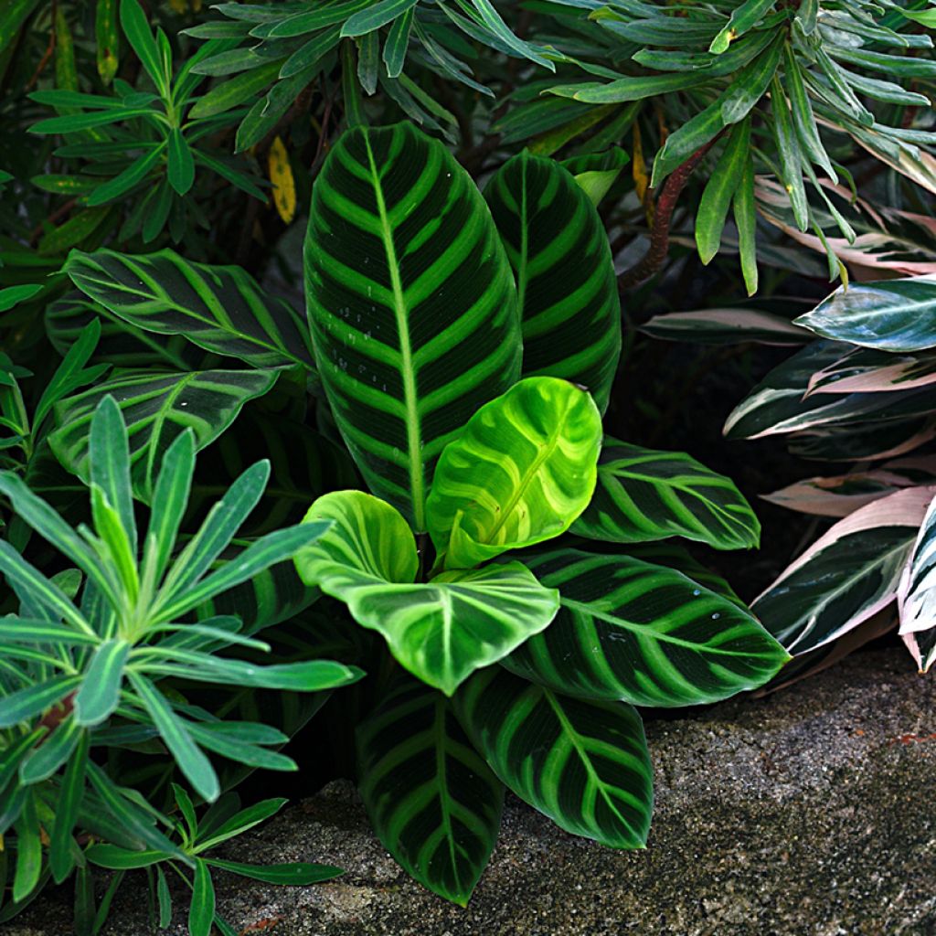 Calathea zebrina - Zebraplant