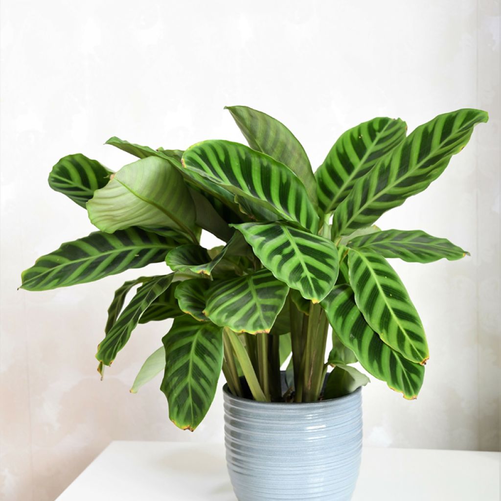 Calathea zebrina - Zebraplant