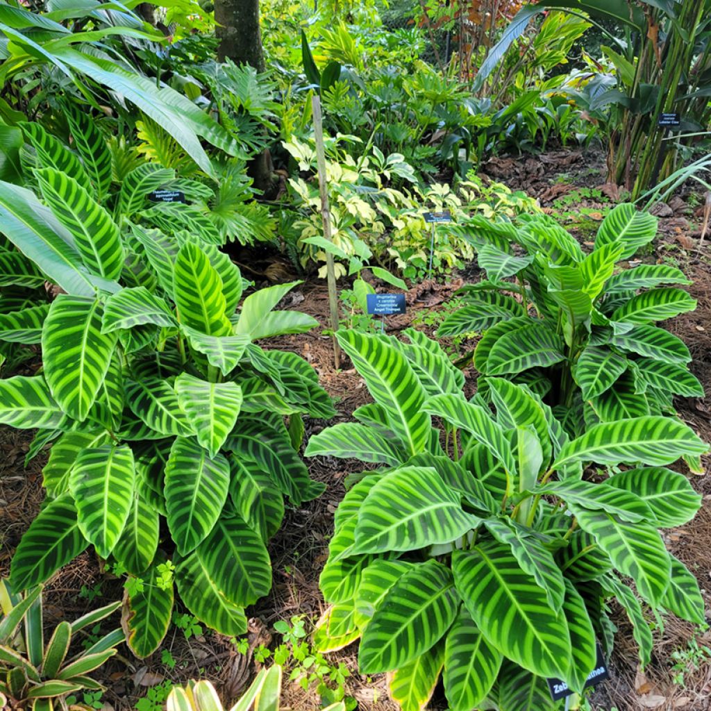 Calathea zebrina - Zebraplant