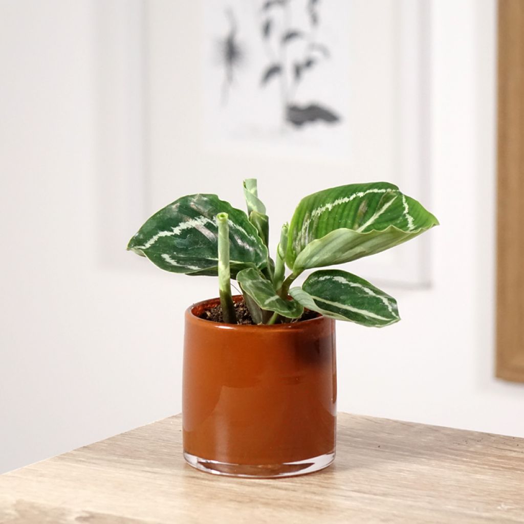 Calathea roseopicta Green - Pauwenplant