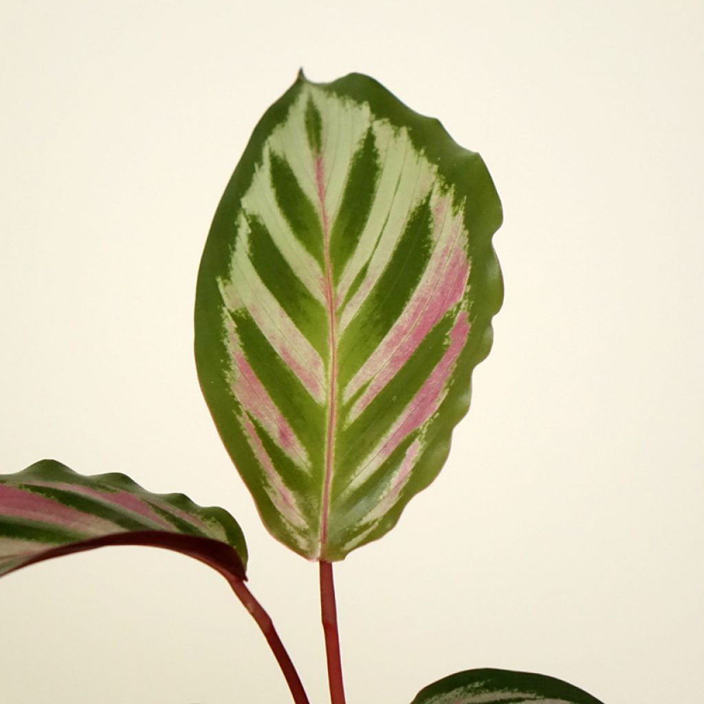 Calathea Peacock - Pauwenplant