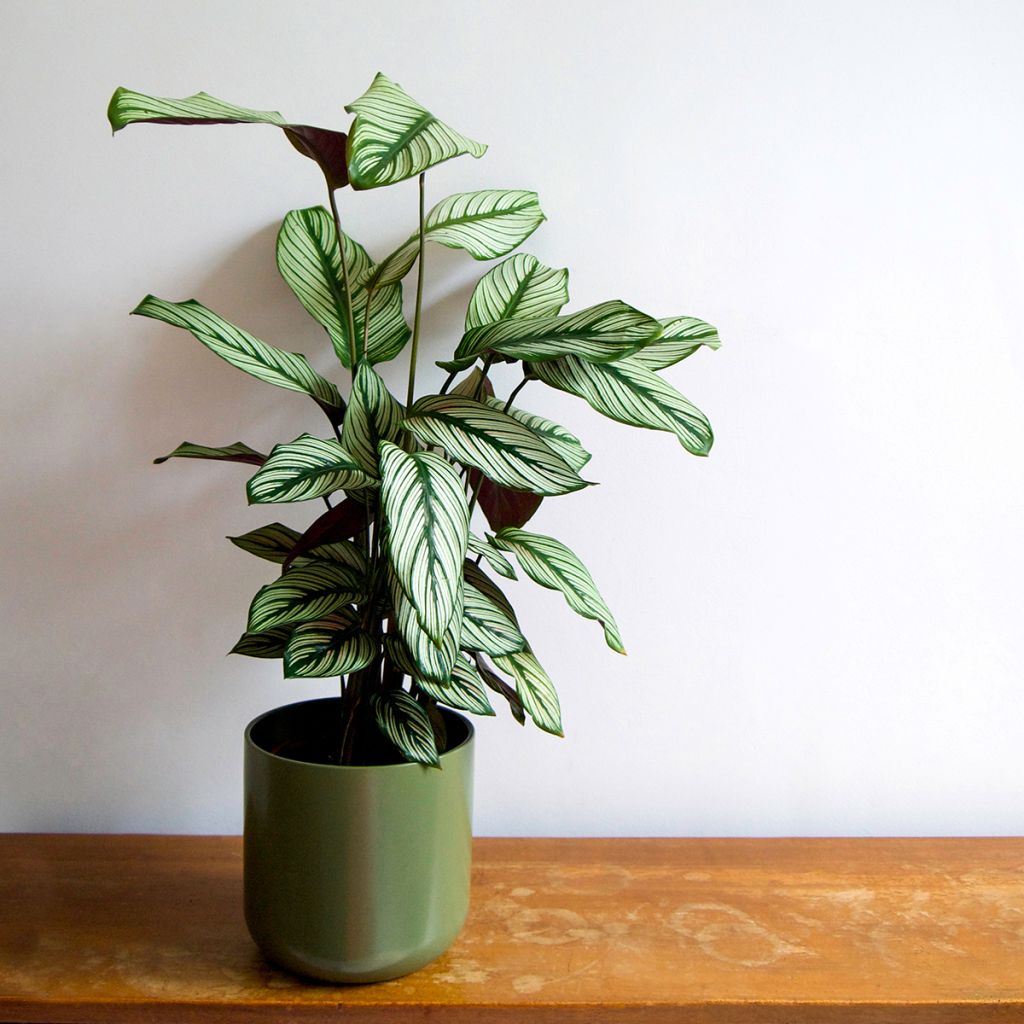 Calathea White Star