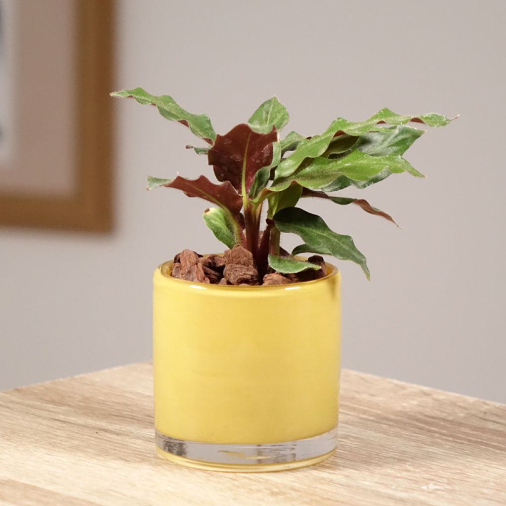 Calathea rufibarba - Fluwelen Calathea