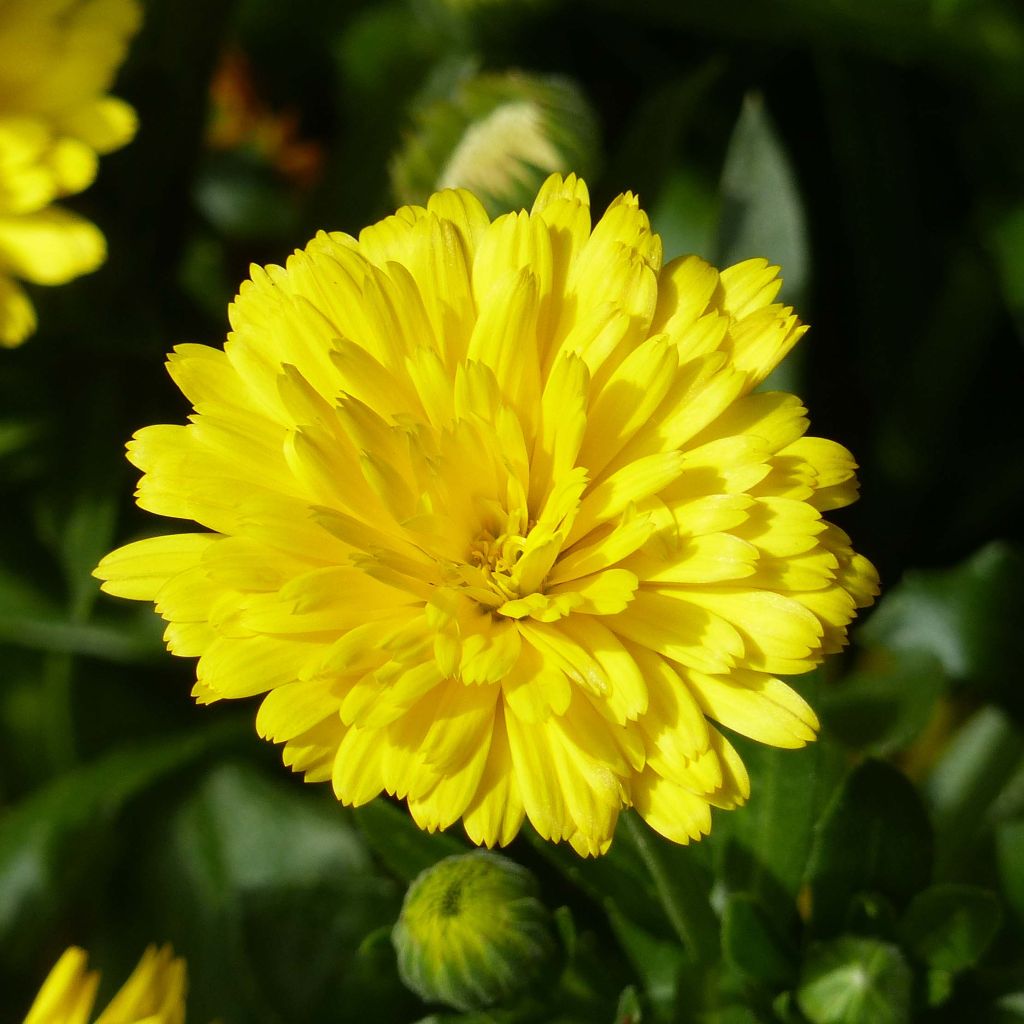 Calendula Powerdaisy Sunny - Goudsbloem