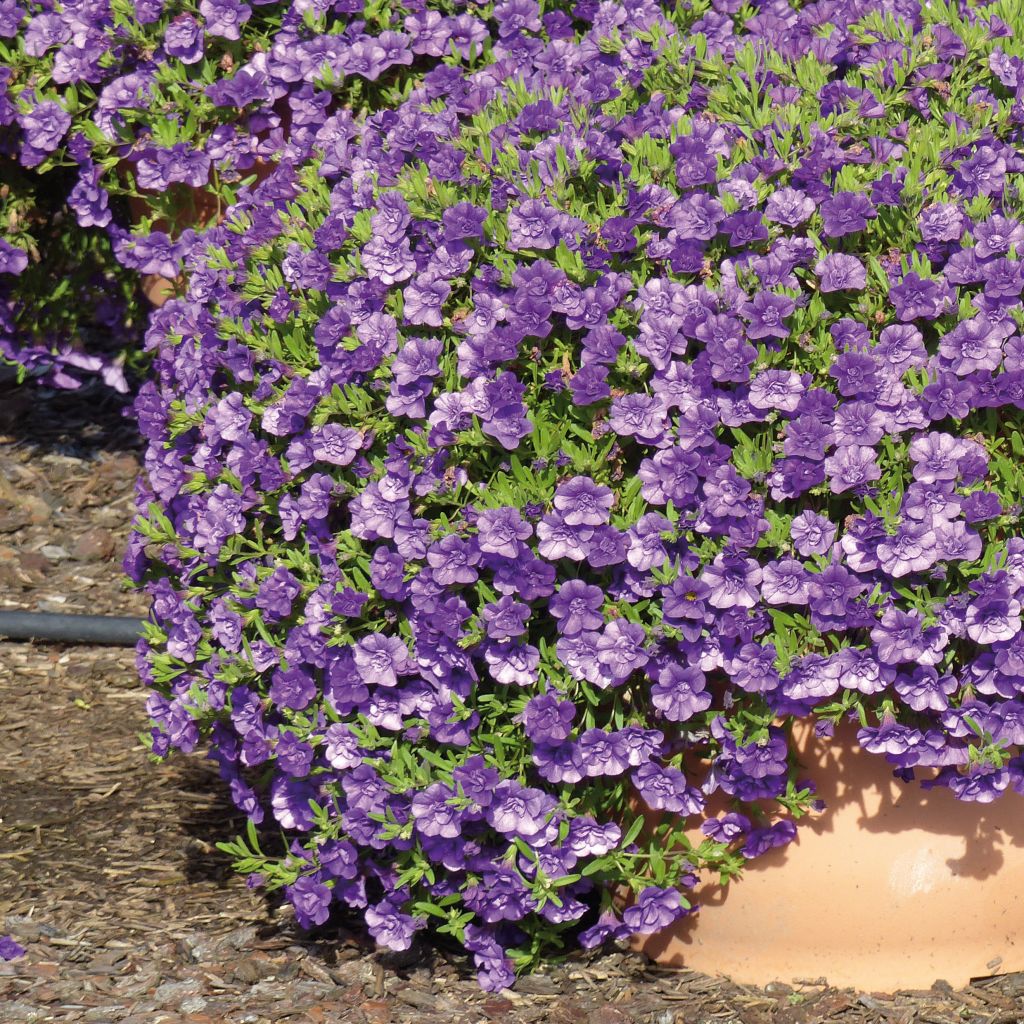 Calibrachoa Can-Can Rosies Blue