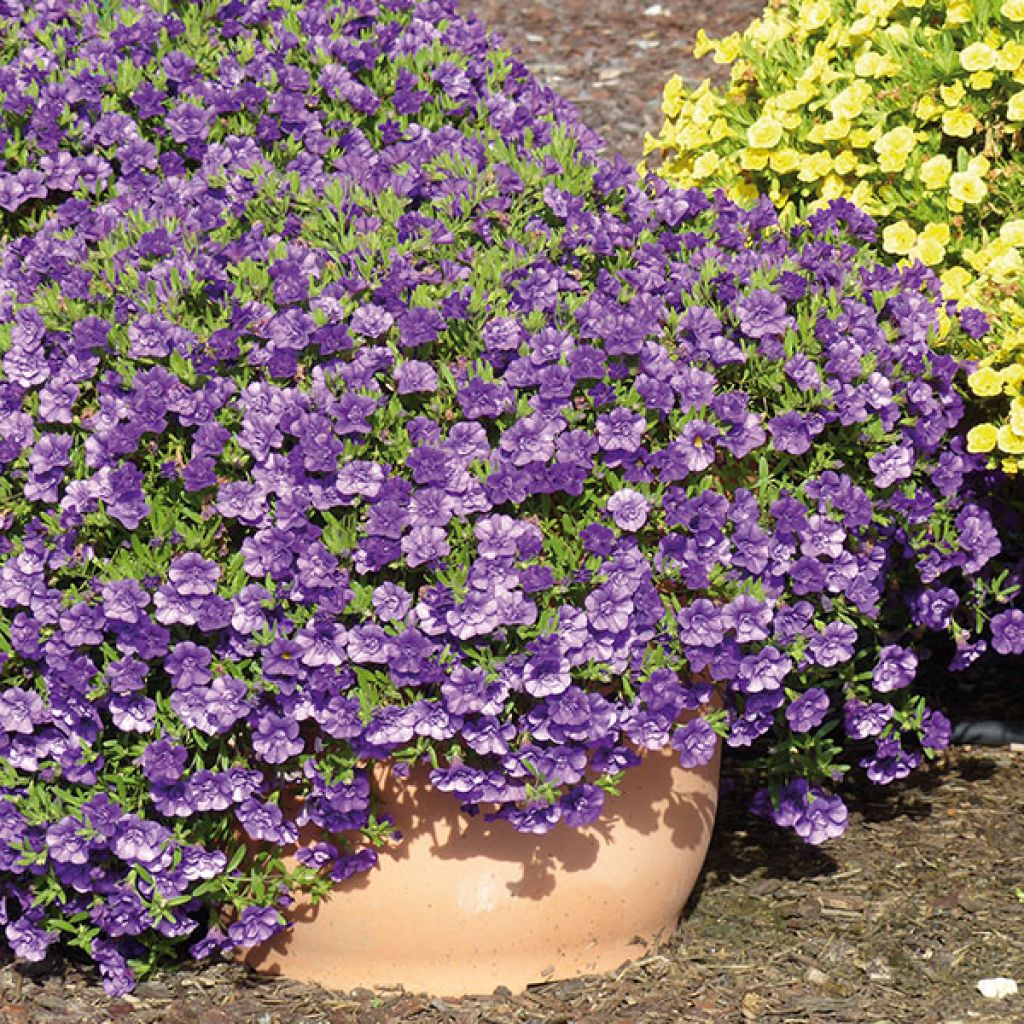 Calibrachoa Can-Can Rosies Blue
