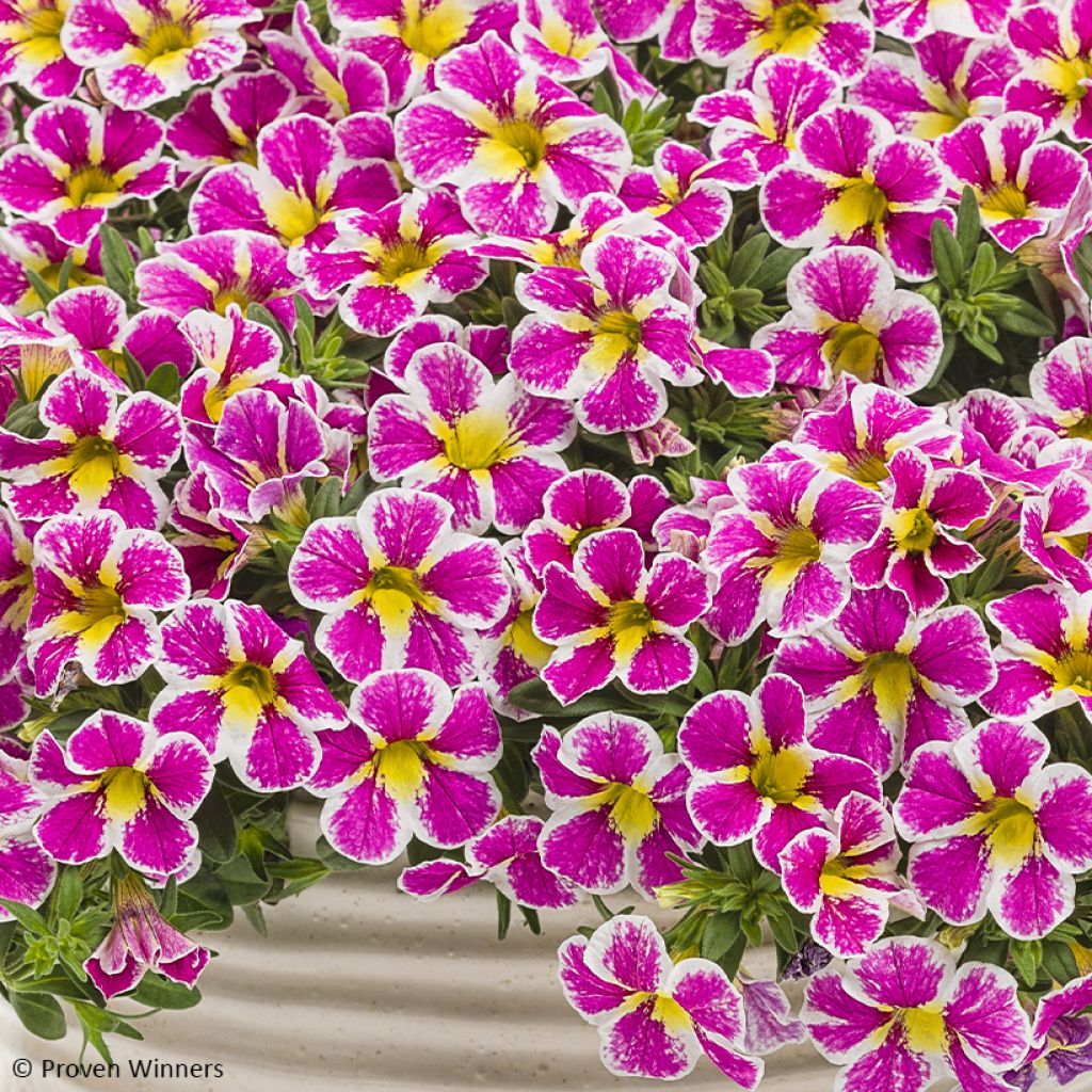 Calibrachoa Superbells Holy Cow - Mini petunia