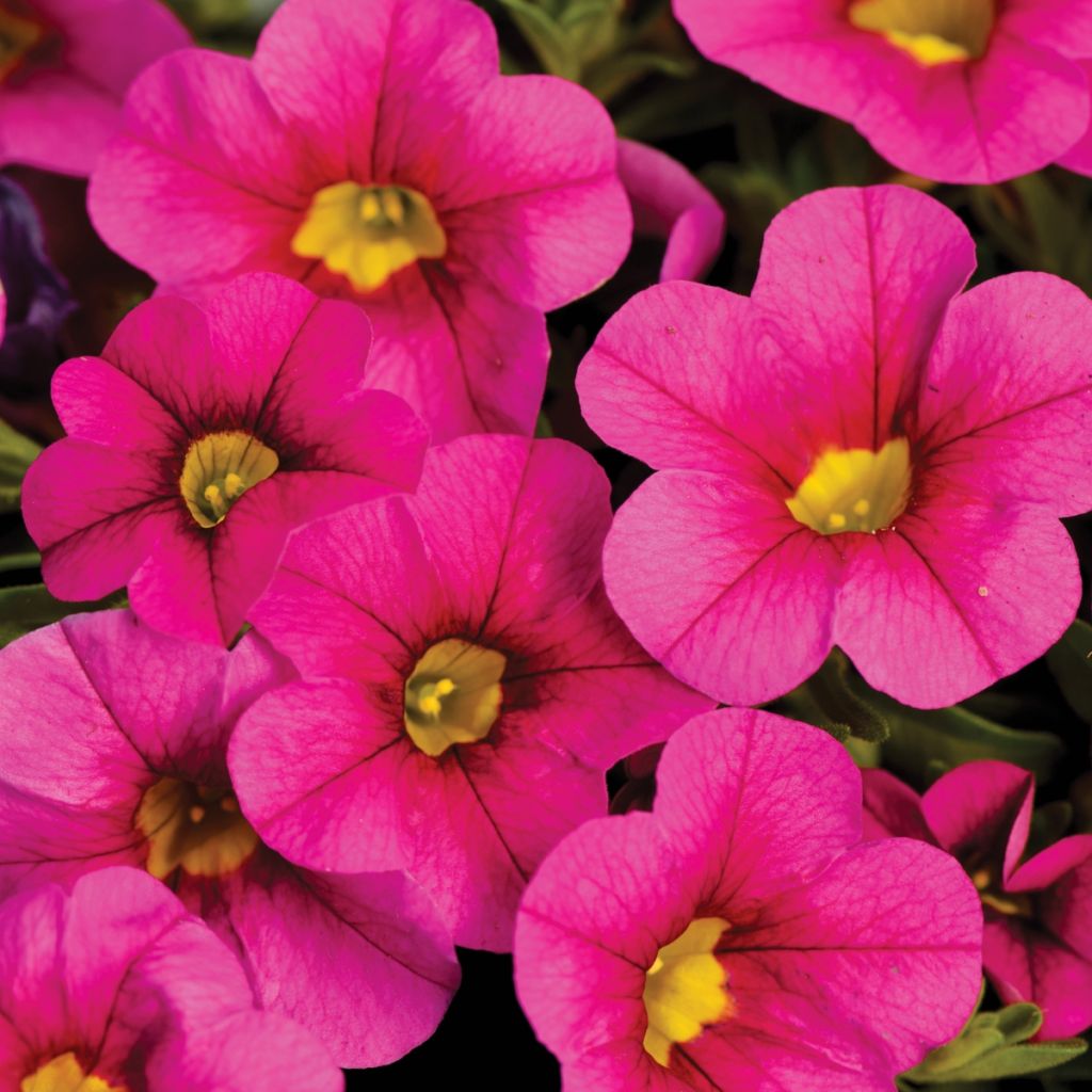Calibrachoa Noa Bubblegum - Mini petunia
