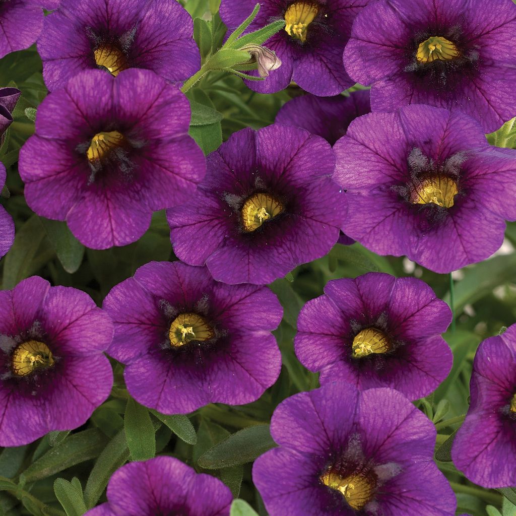 Calibrachoa Noa Ultra Purple - Mini-pétunia