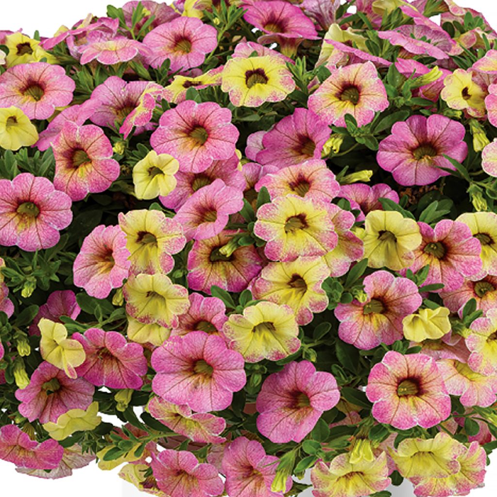 Calibrachoa Ombre Pink - Mini petunia