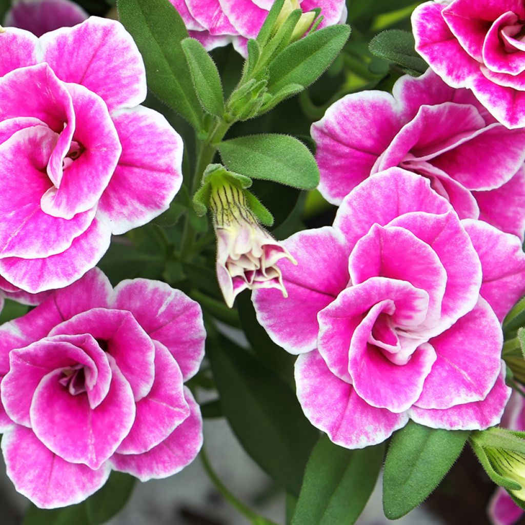 Calibrachoa Superbells Sweet Love - Mini petunia